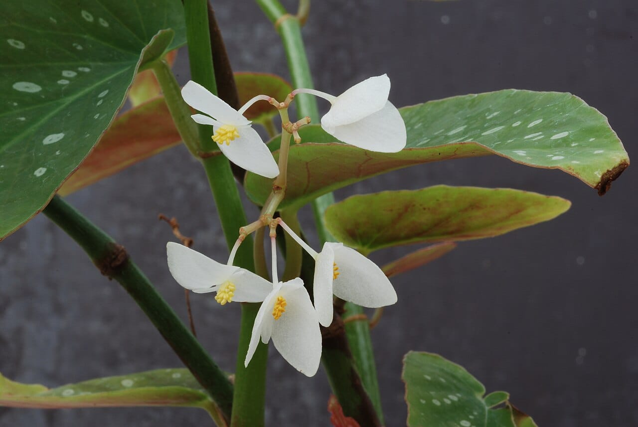 Weiße Blüten der Begonia maculata mit gelben Staubblättern zwischen gepunkteten Blättern