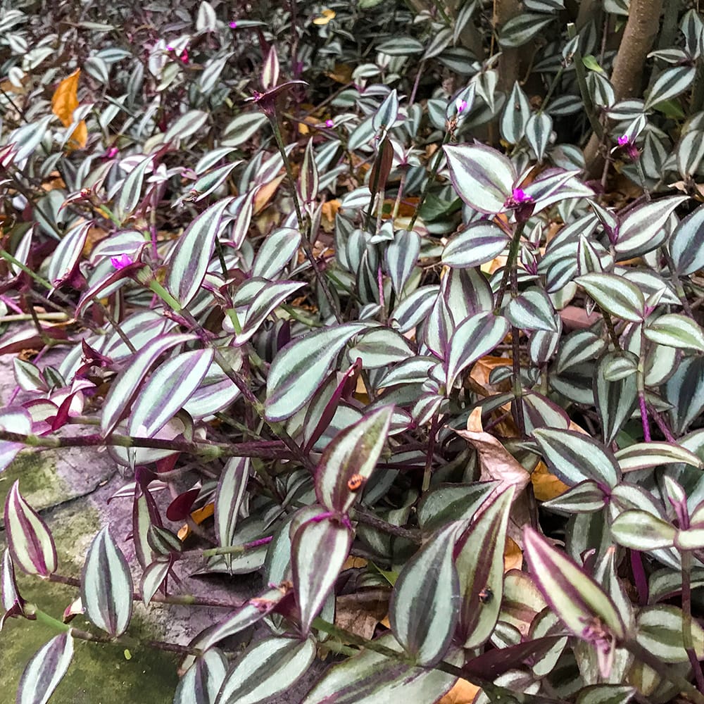 Tradescantia zebrina pflegen