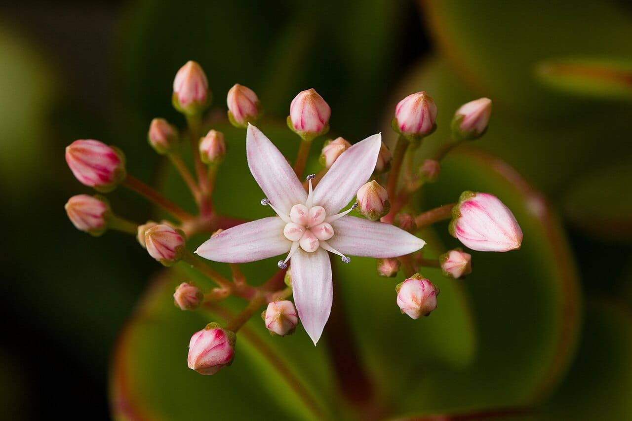 Weiß-rosa Blüten einer Crassula ovata