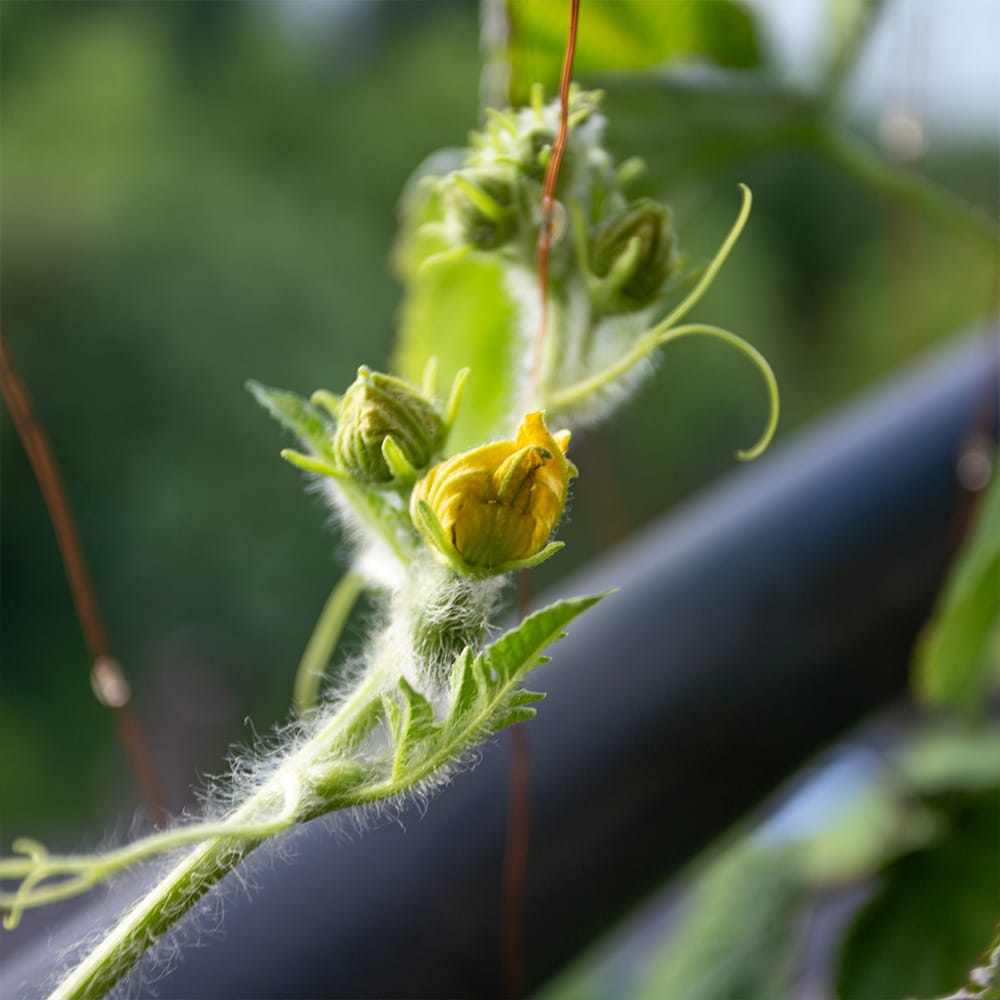 Behaarter Trieb einer Wassermelone mit Ranken und gelben Blütenknospen an einer Rankhilfe