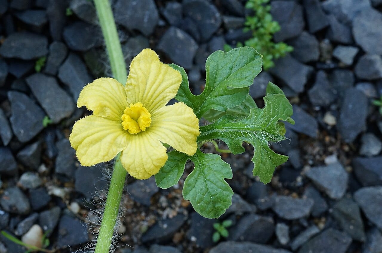 Offene gelbe Blüte einer Wassermelone neben einem tief gelappten, behaarten Blatt