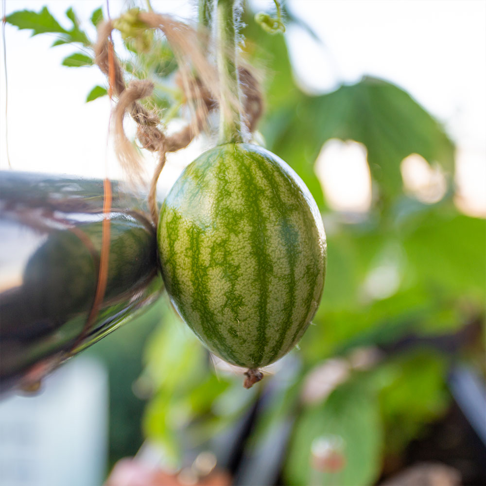 Wassermelonen auf dem Balkon