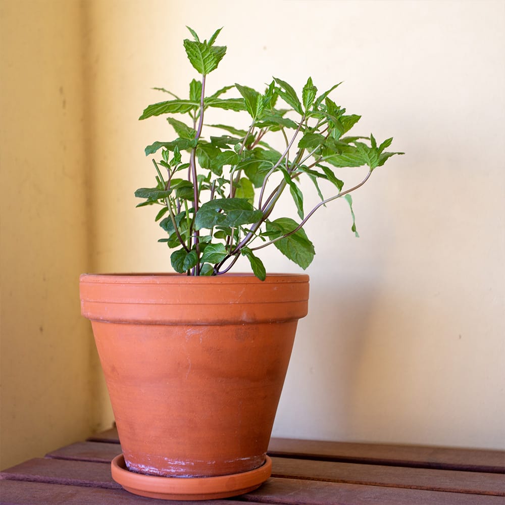 Mentha villosa pflegen