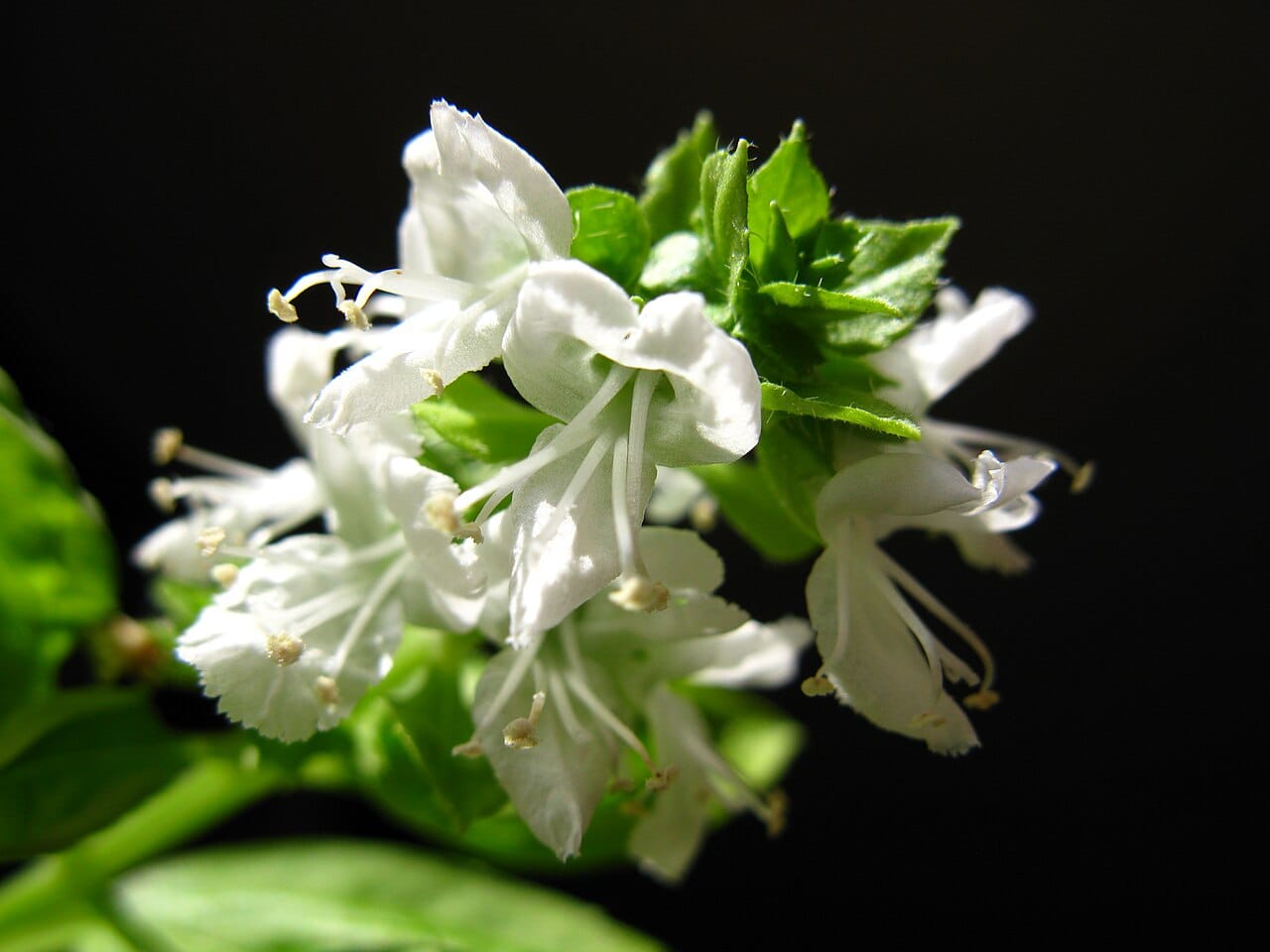 Weiße Basilikum Blüten an einer Ocimum basilicum Pflanze