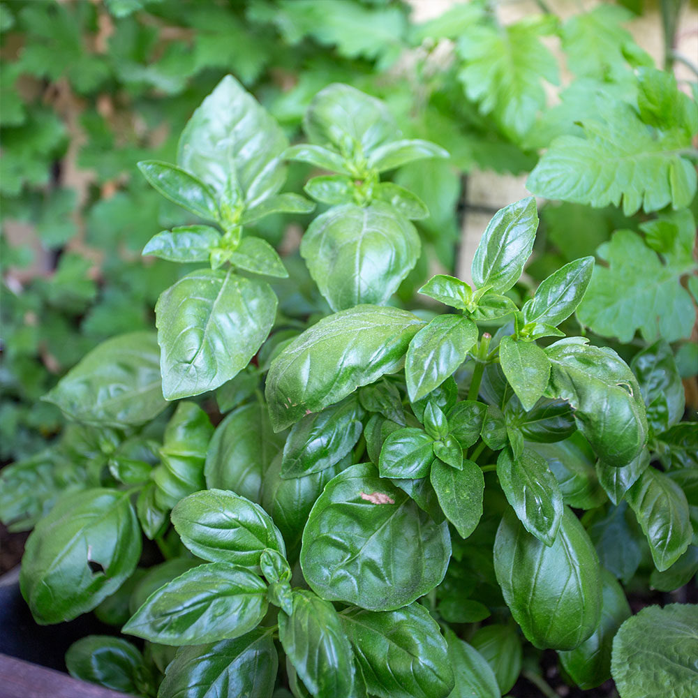 Ocimum basilicum pflegen