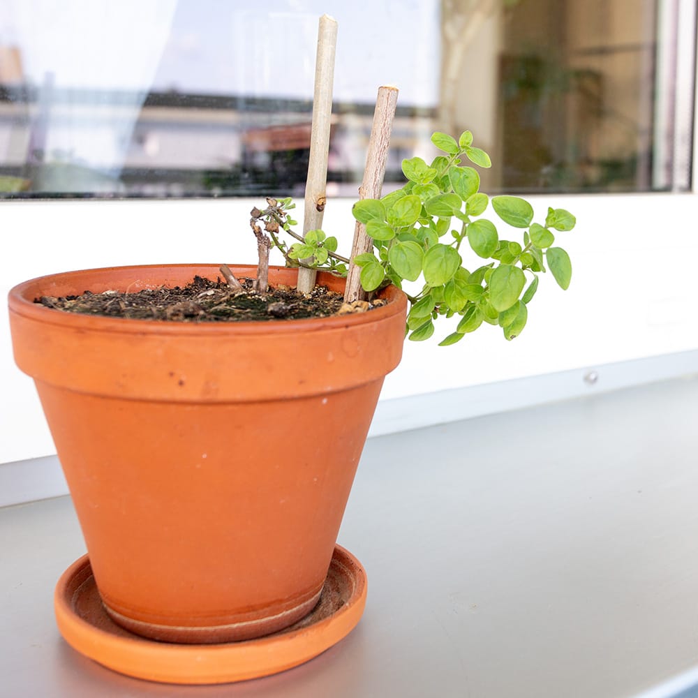 Junge Oregano Pflanze im Terrakottatopf auf der Fensterbank