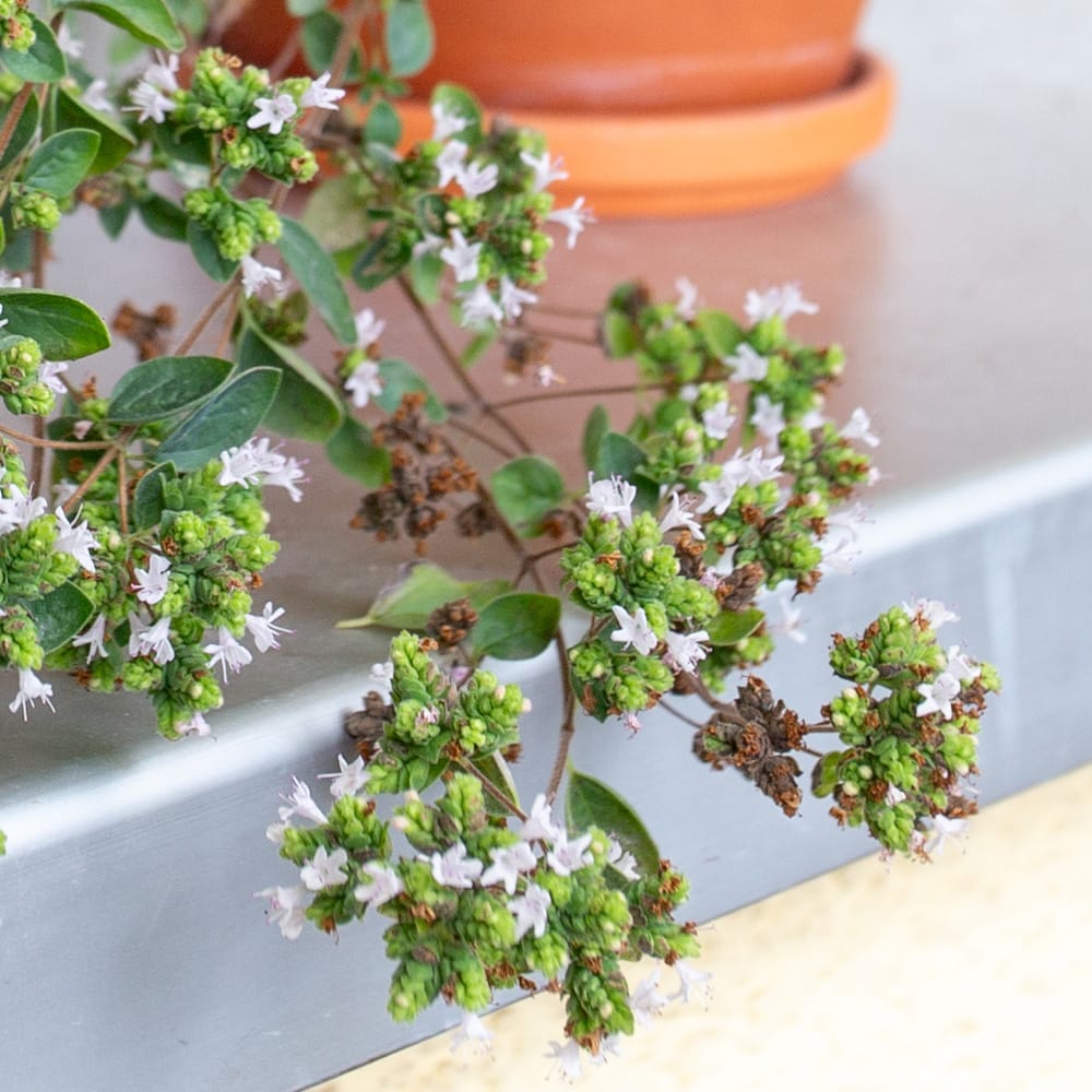 Weiße Oregano Blüten an der Origanum vulgare Pflanze in Nahaufnahme