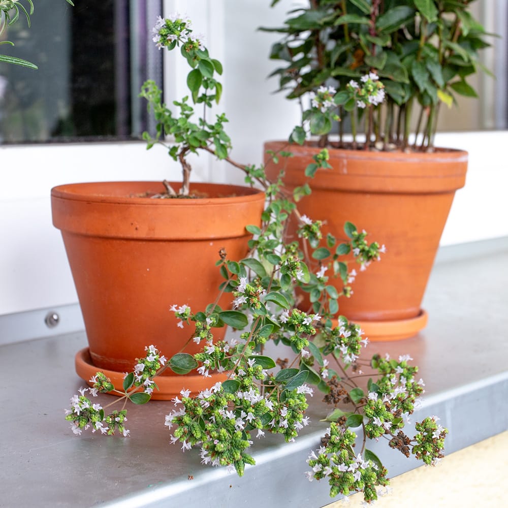 Origanum vulgare