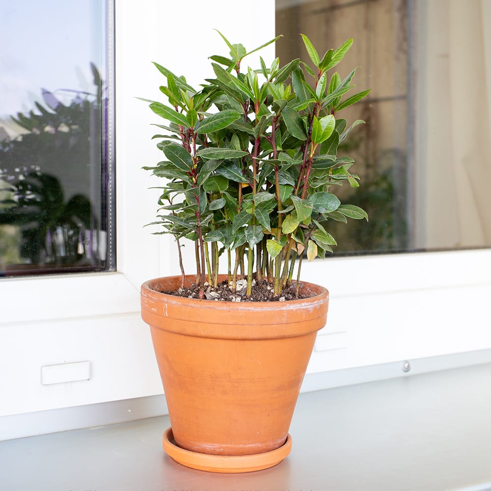 Laurus nobilis pflegen