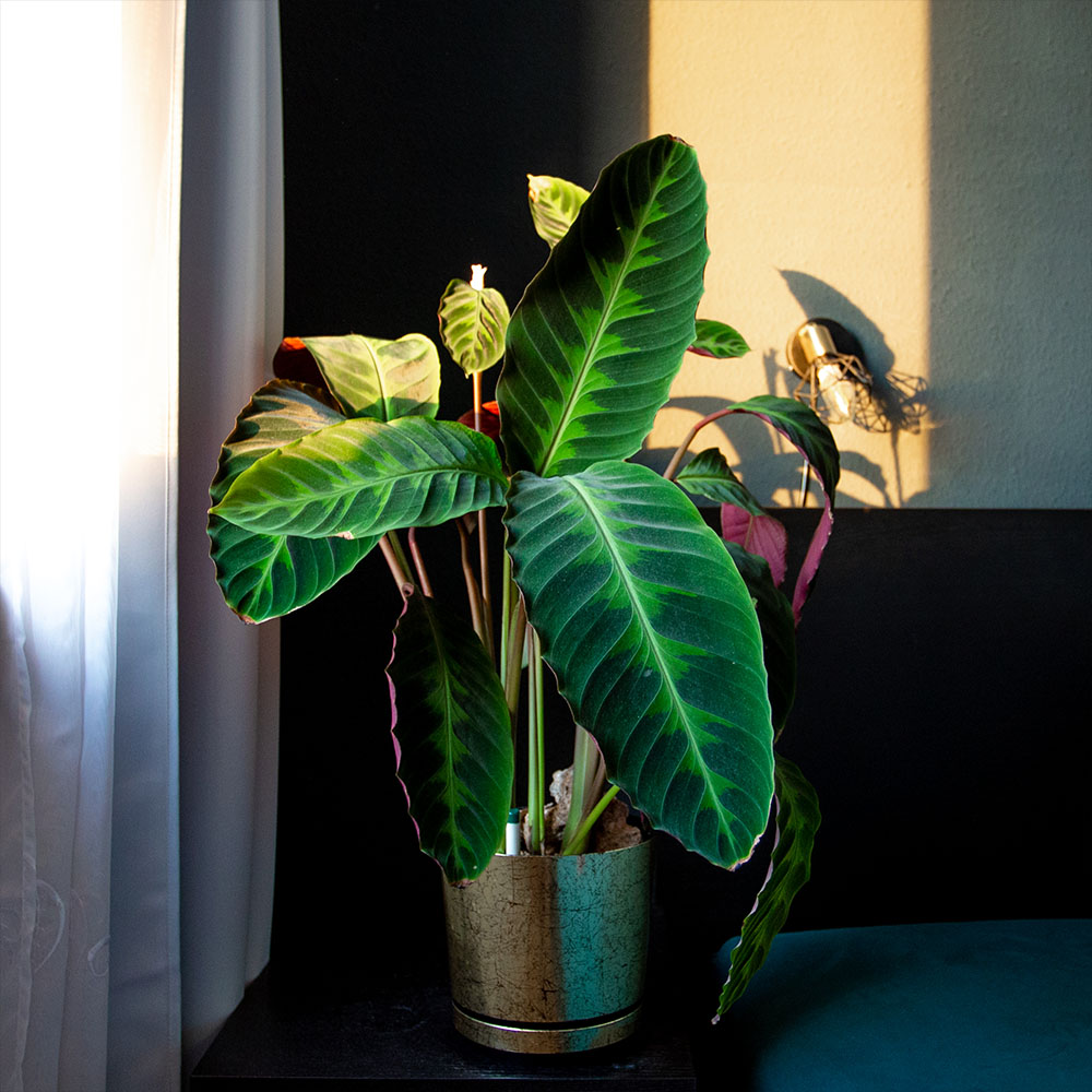 Calathea warscewiczii pflegen