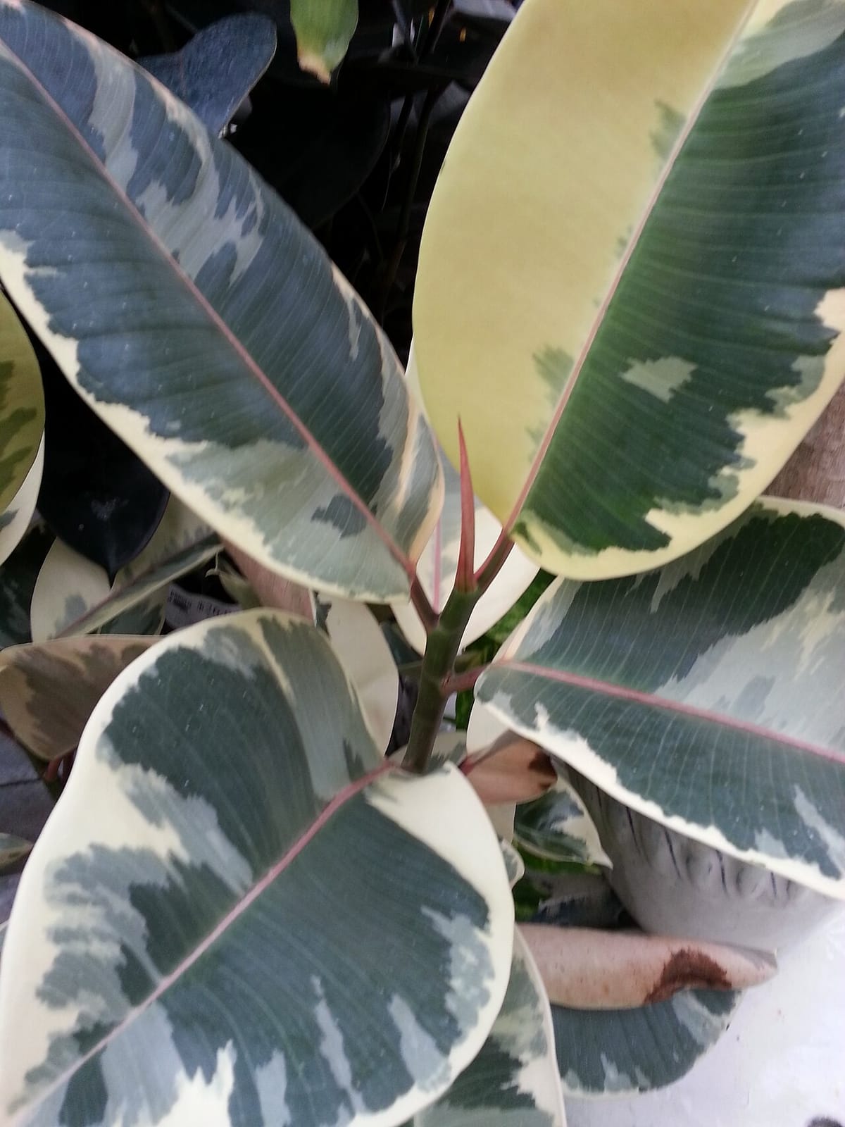Ficus elastica 'Doescheri' mit grau-grün und cremeweiß marmorierten Blättern
