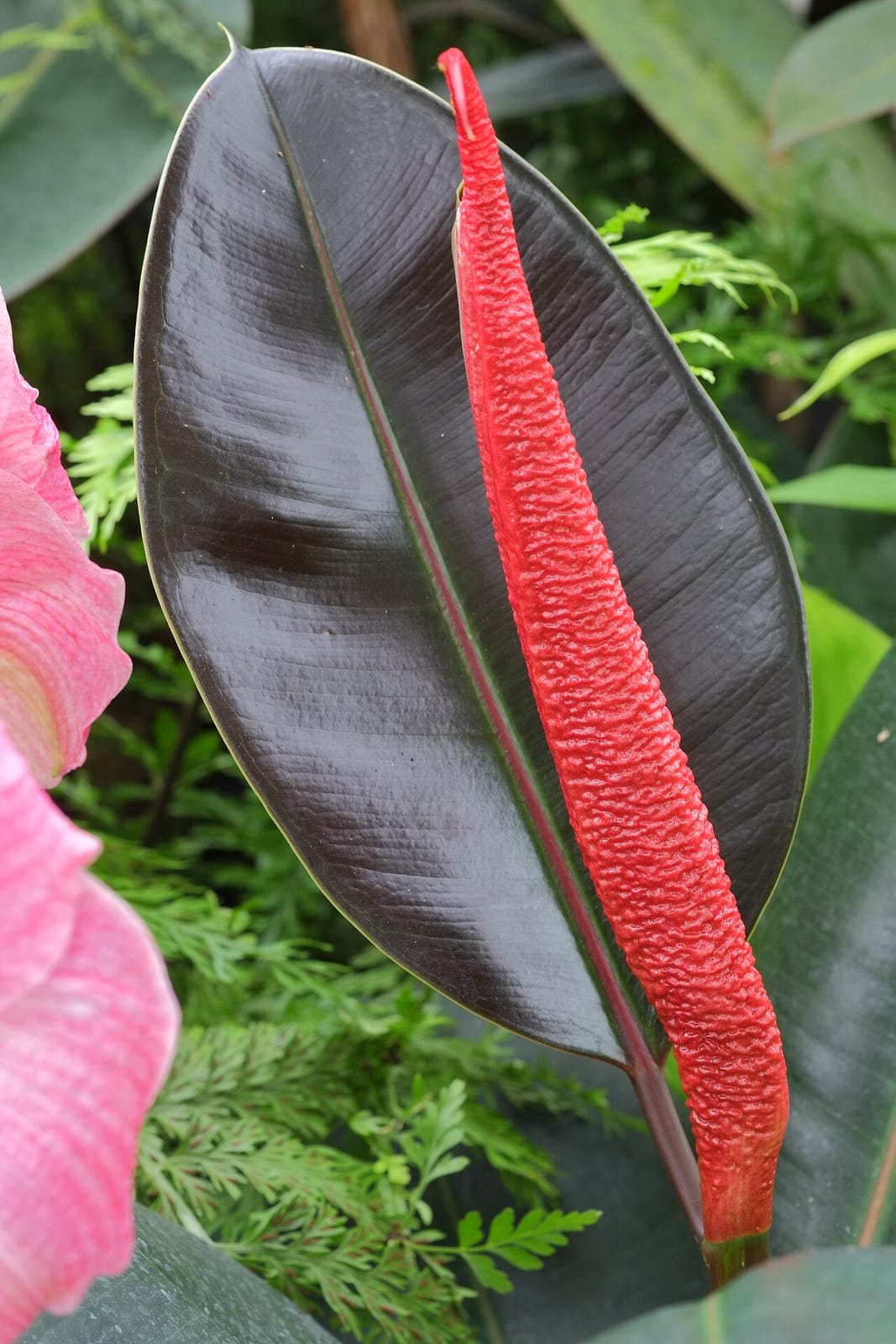 Rote Blatthülle um ein neues Blatt eines Gummibaums mit dunklen Blättern