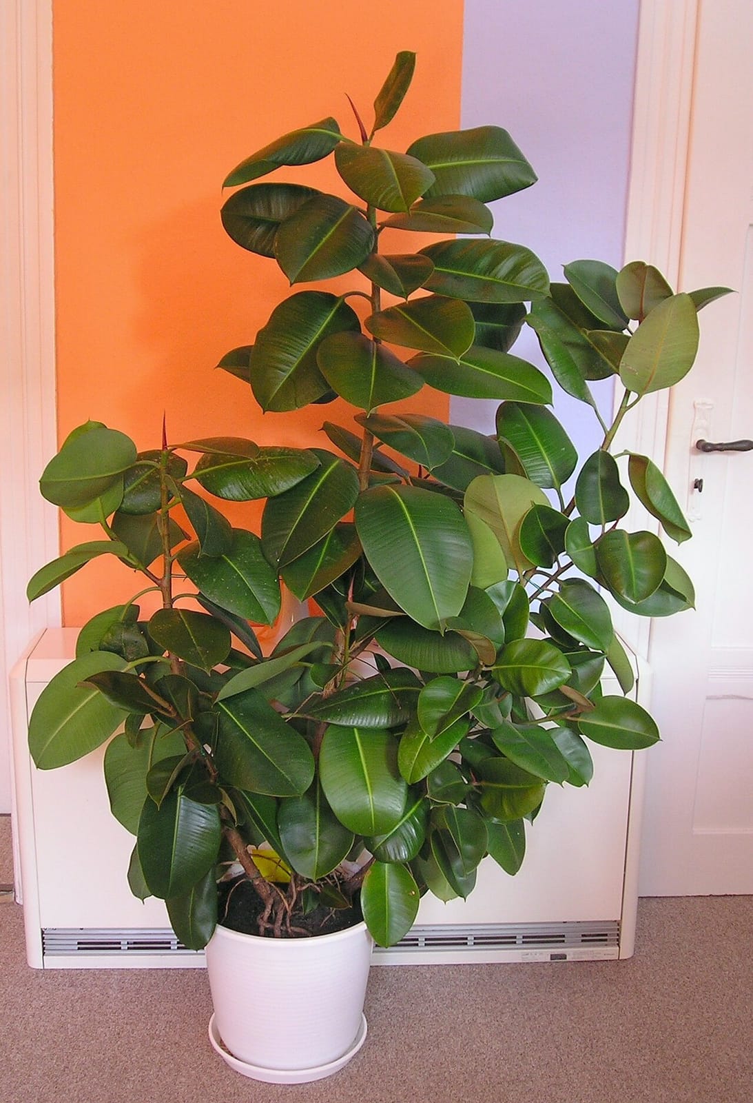 Ficus elastica 'Robusta' als großer Gummibaum im Topf