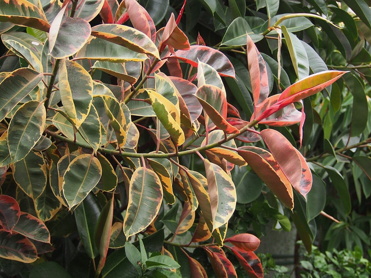 Ficus elastica 'Tricolor' mit grün, creme und rosa gefärbten Blättern