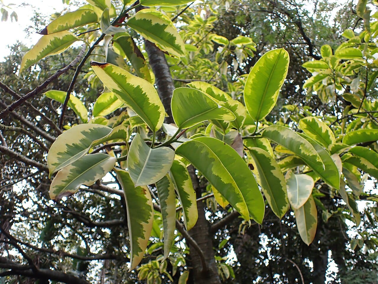 Ficus elastica variegata mit gelblich-cremefarben geränderten Blättern
