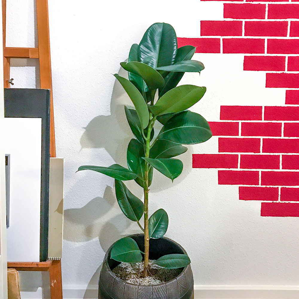 Ficus elastica pflegen