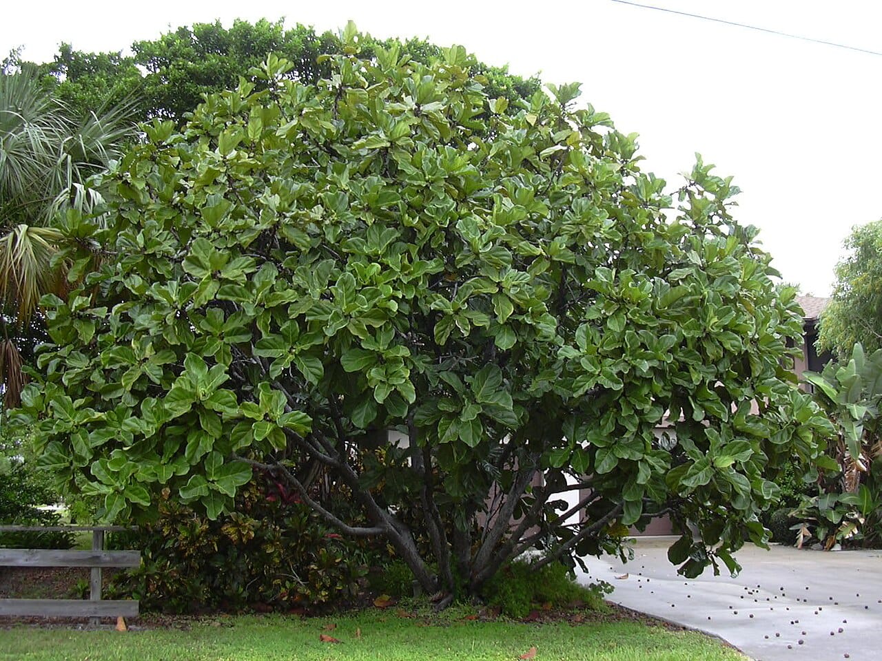 Geigenfeige als großer, buschiger Baum im Freien