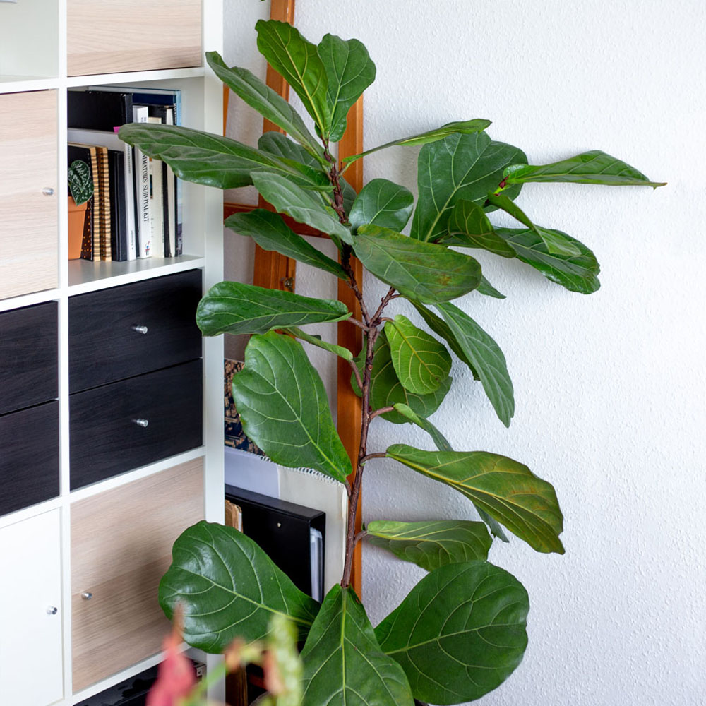 Ficus lyrata: Pflege und Eigenschaften