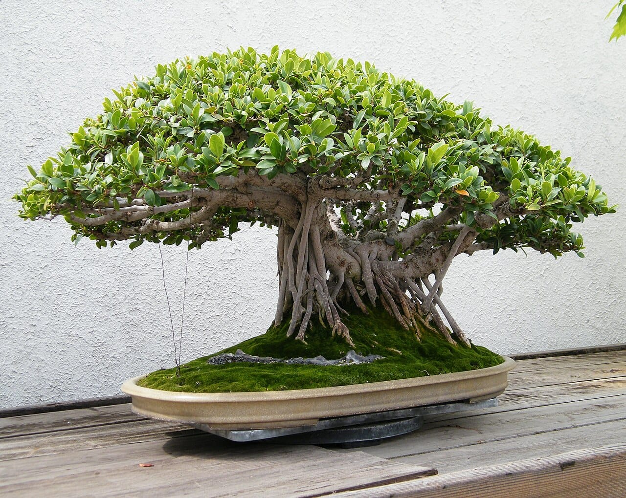 Großer Bonsai der Chinesischen Feige mit vielen Luftwurzeln in einer flachen Schale