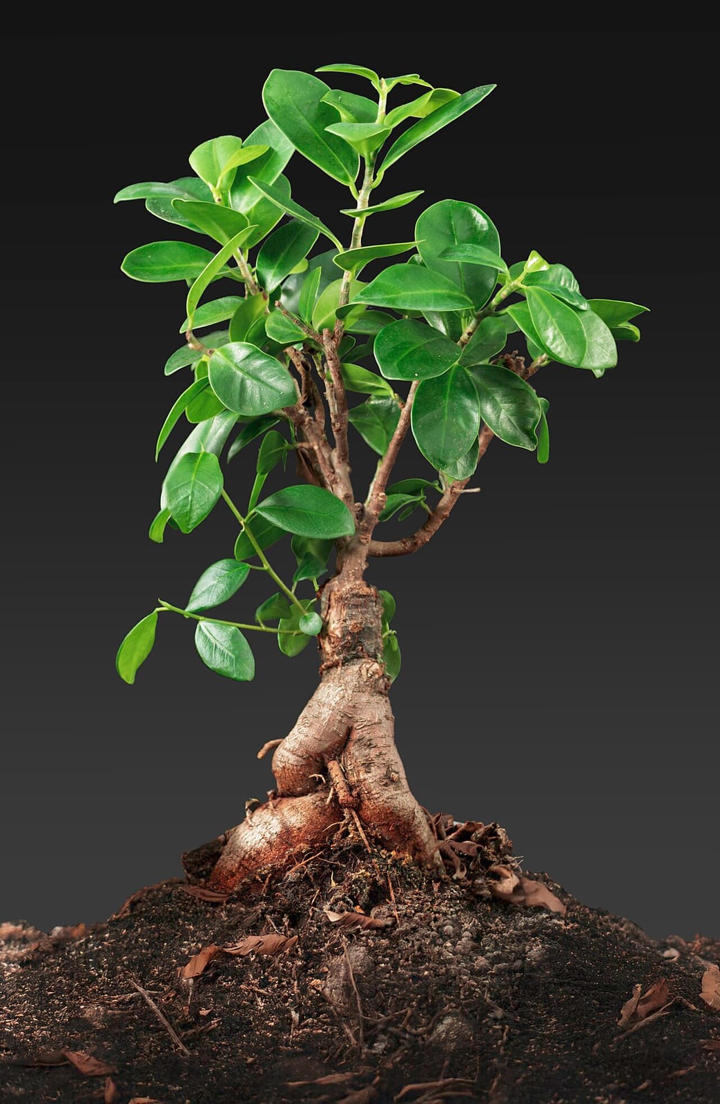 Ficus Ginseng mit dicker, knolliger Wurzel und kleiner Krone