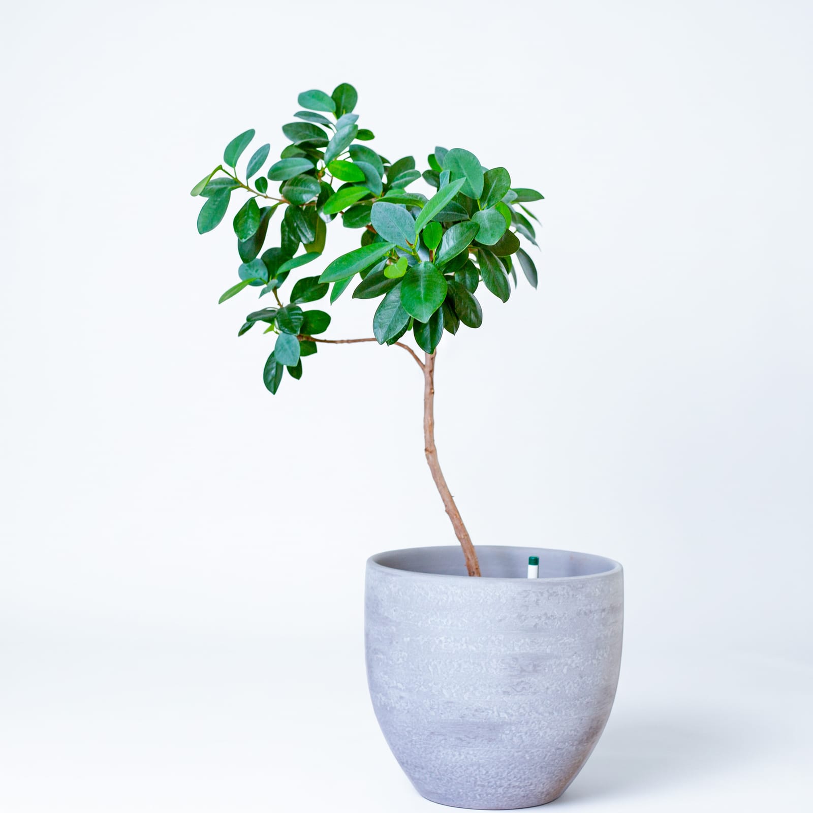 Ficus microcarpa pflegen