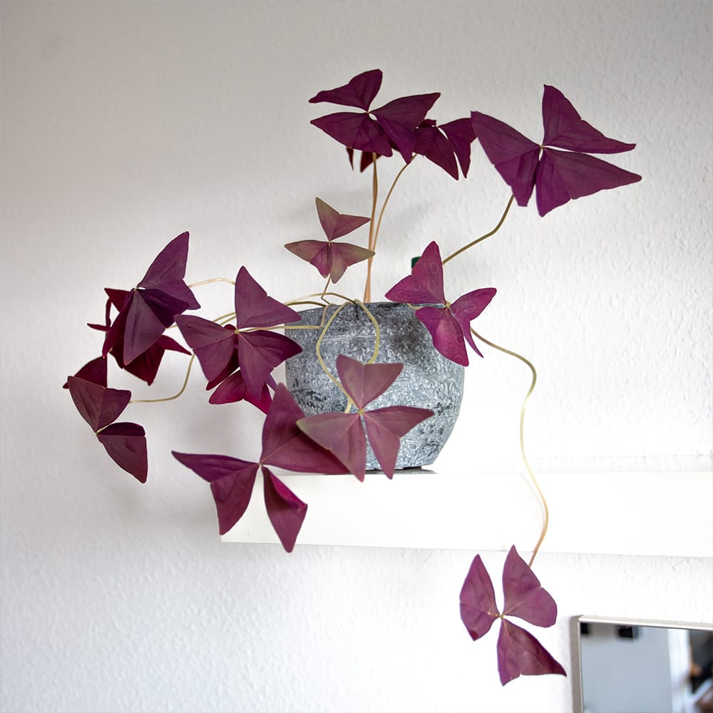 Oxalis triangularis pflegen