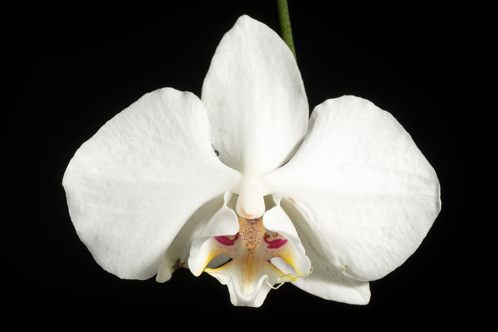 Pflege der Orchideenart Phalaenopsis aphrodite