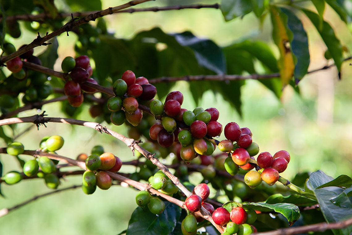 Kaffeepflanze: Coffea Arabica als Zimmerpflanze