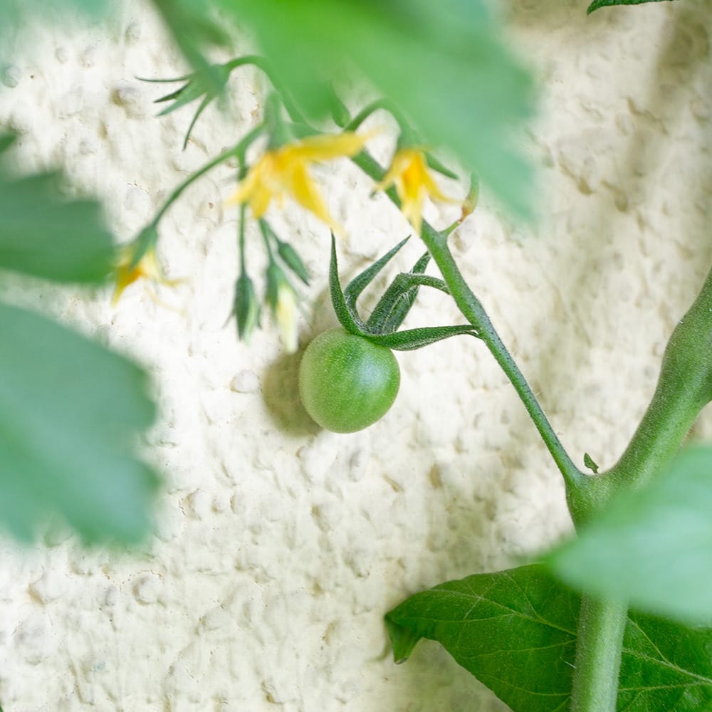 Grüne Tomatenfrucht und gelbe Blüten an einer Tomatenpflanze