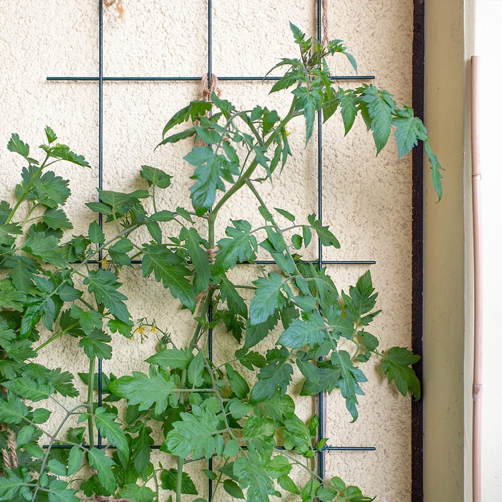 Solanum lycopersicum