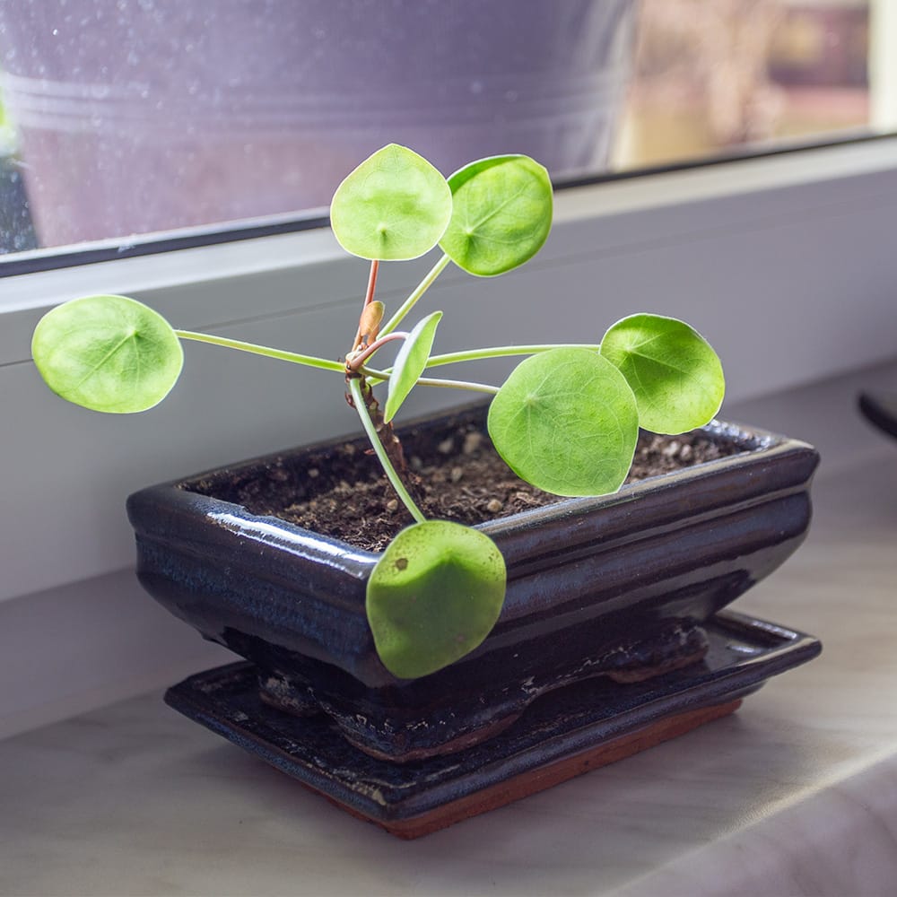 Pilea peperomioides in einer Bonsaischale auf der Fensterbank