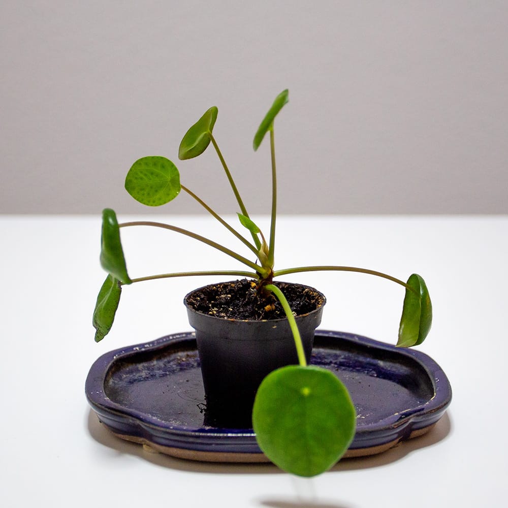 Pilea peperomioides pflegen